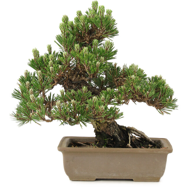 Pinus thunbergii, 27 cm, ± 25 años
