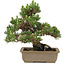 Pinus thunbergii, 27 cm, ± 25 Jahre alt