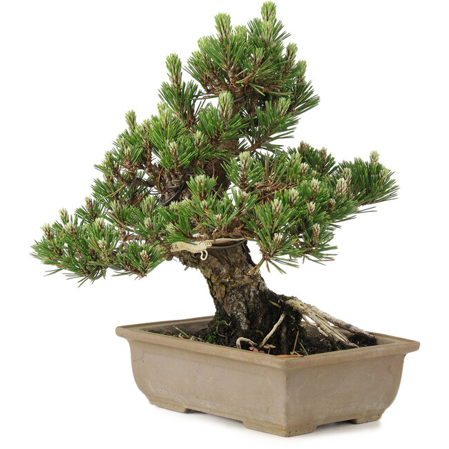Pinus thunbergii, 27 cm, ± 25 anni