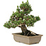 Pinus thunbergii, 27 cm, ± 25 ans