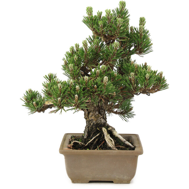 Pinus thunbergii, 27 cm, ± 25 anni