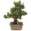 Pinus thunbergii, 27 cm, ± 25 jaar oud