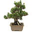 Pinus thunbergii, 27 cm, ± 25 years old