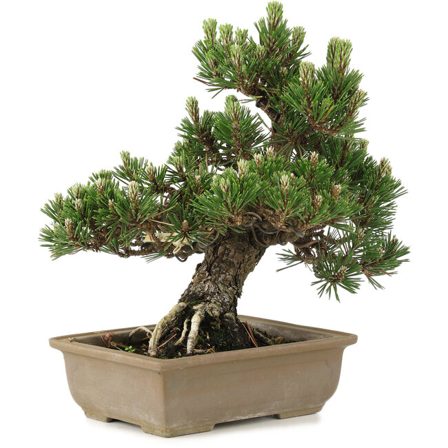 Pinus thunbergii, 27 cm, ± 25 años