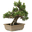 Pinus thunbergii, 27 cm, ± 25 jaar oud