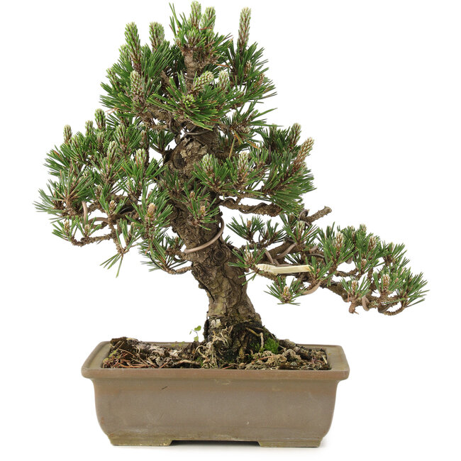 Pinus thunbergii, 28 cm, ± 25 jaar oud