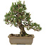 Pinus thunbergii, 28 cm, ± 25 ans