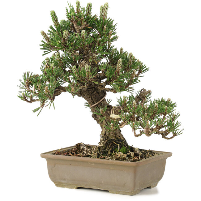 Pinus thunbergii, 28 cm, ± 25 ans