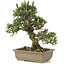 Pinus thunbergii, 28 cm, ± 25 jaar oud