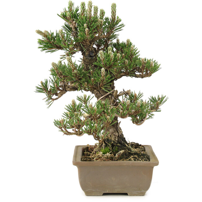 Pinus thunbergii, 28 cm, ± 25 Jahre alt