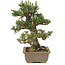 Pinus thunbergii, 28 cm, ± 25 jaar oud