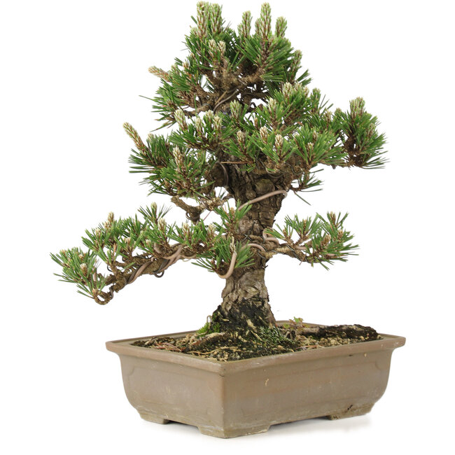 Pinus thunbergii, 28 cm, ± 25 jaar oud