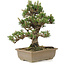 Pinus thunbergii, 28 cm, ± 25 ans