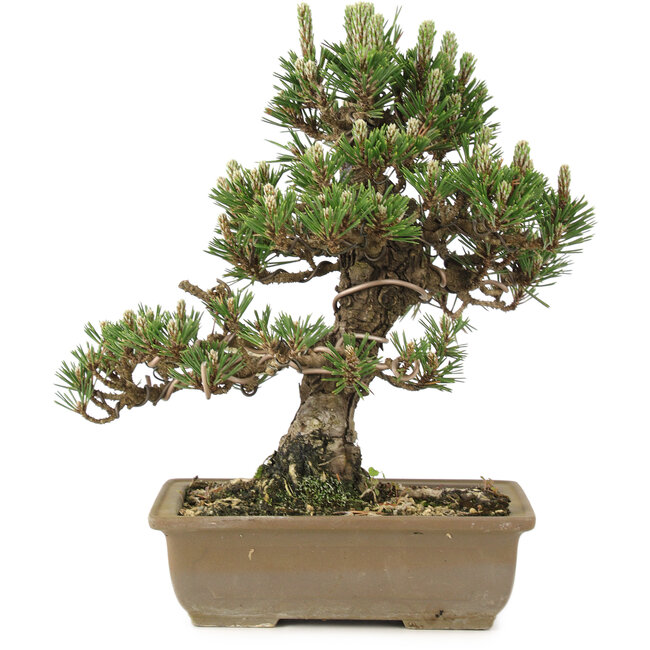 Pinus thunbergii, 28 cm, ± 25 ans
