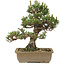 Pinus thunbergii, 28 cm, ± 25 ans