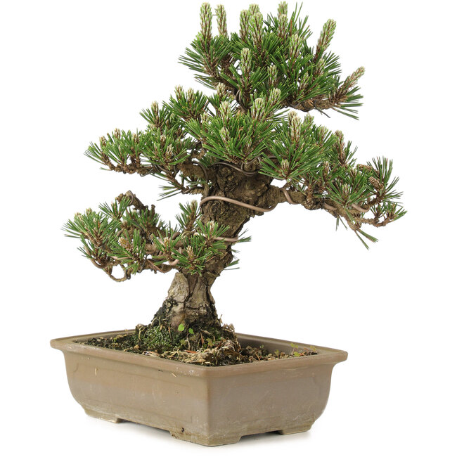 Pinus thunbergii, 28 cm, ± 25 jaar oud