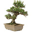 Pinus thunbergii, 28 cm, ± 25 ans