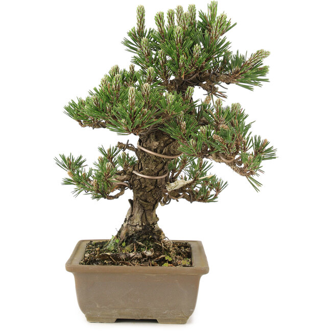 Pinus thunbergii, 28 cm, ± 25 Jahre alt