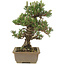 Pinus thunbergii, 28 cm, ± 25 jaar oud