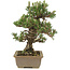 Pinus thunbergii, 28 cm, ± 25 years old