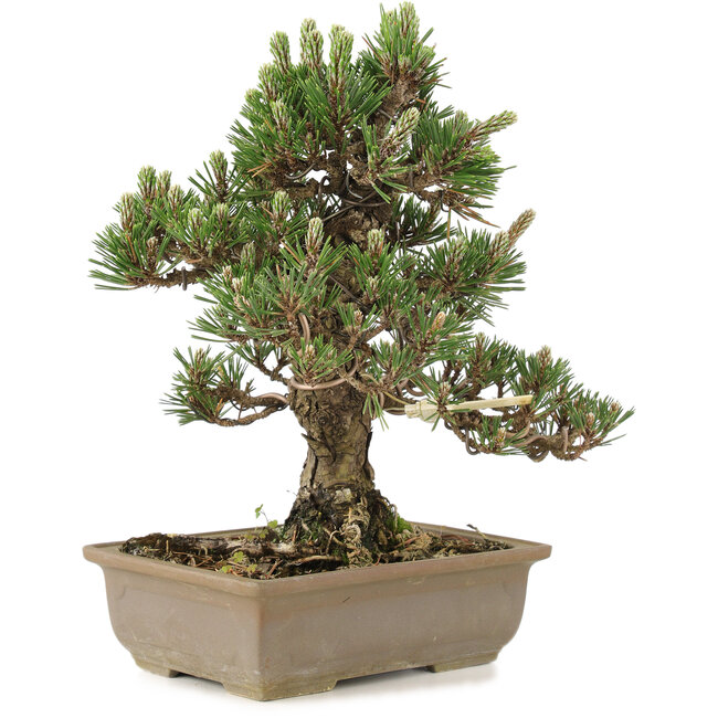 Pinus thunbergii, 28 cm, ± 25 Jahre alt