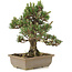 Pinus thunbergii, 28 cm, ± 25 ans