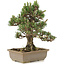Pinus thunbergii, 28 cm, ± 25 jaar oud
