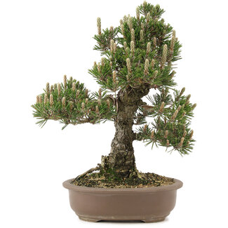 Pinus thunbergii, 36 cm, ± 25 jaar oud