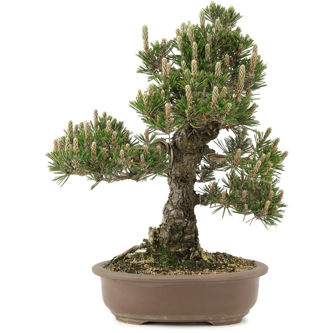 Pinus thunbergii, 36 cm, ± 25 años