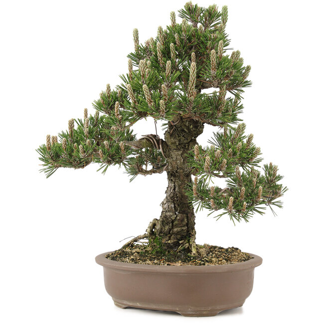 Pinus thunbergii, 36 cm, ± 25 ans