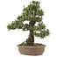 Pinus thunbergii, 36 cm, ± 25 jaar oud