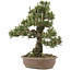 Pinus thunbergii, 36 cm, ± 25 Jahre alt