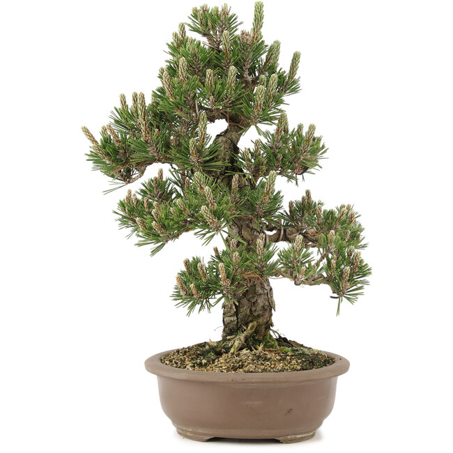 Pinus thunbergii, 36 cm, ± 25 Jahre alt