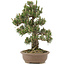 Pinus thunbergii, 36 cm, ± 25 jaar oud