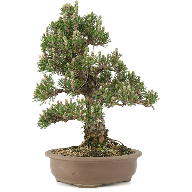 Pinus thunbergii, 36 cm, ± 25 years old