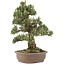 Pinus thunbergii, 36 cm, ± 25 jaar oud