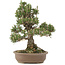 Pinus thunbergii, 36 cm, ± 25 ans