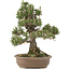 Pinus thunbergii, 36 cm, ± 25 years old