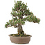 Pinus thunbergii, 36 cm, ± 25 ans