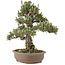Pinus thunbergii, 36 cm, ± 25 jaar oud