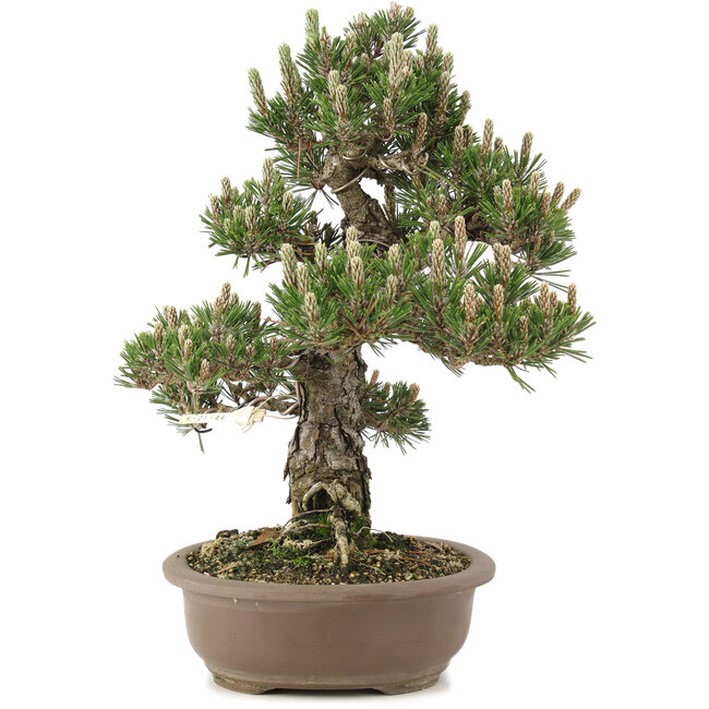 Pinus thunbergii, 36 cm, ± 25 años
