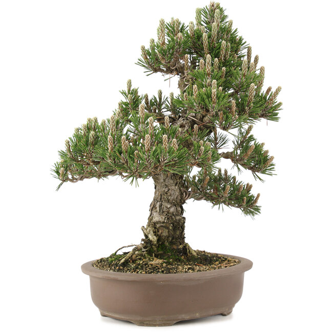 Pinus thunbergii, 36 cm, ± 25 Jahre alt