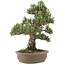 Pinus thunbergii, 36 cm, ± 25 años