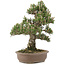 Pinus thunbergii, 36 cm, ± 25 jaar oud