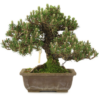 Pinus thunbergii, 28,5 cm, ± 25 ans