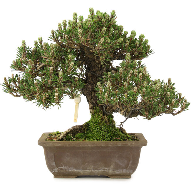 Pinus thunbergii, 28,5 cm, ± 25 years old