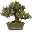 Pinus thunbergii, 28,5 cm, ± 25 jaar oud