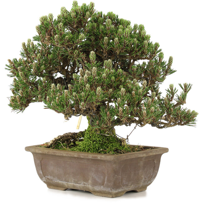 Pinus thunbergii, 28,5 cm, ± 25 Jahre alt