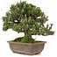 Pinus thunbergii, 28,5 cm, ± 25 ans