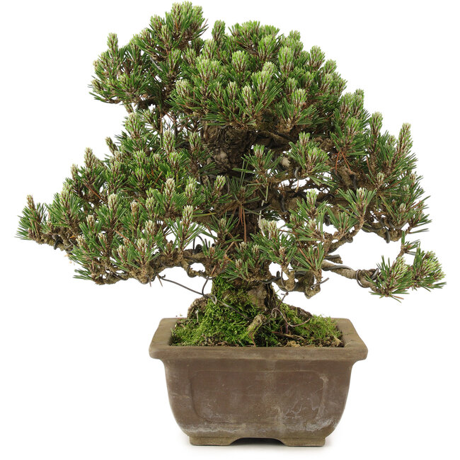 Pinus thunbergii, 28,5 cm, ± 25 jaar oud
